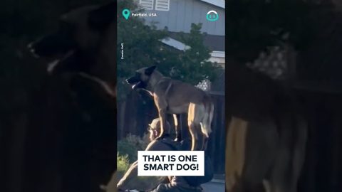 Dog Takes Fun Commute to the Park || ViralHog