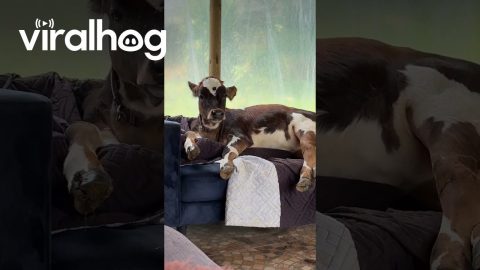 Cow On A Couch || ViralHog