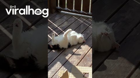 Kitten Sunbathing on His Catio || ViralHog