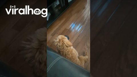 Just a Puppy Doing Puppy Things || ViralHog