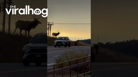 Sunrise Elk Spar On Roadside || ViralHog