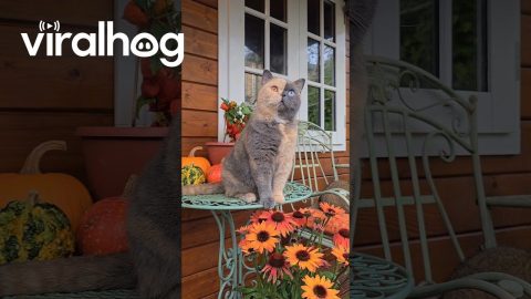Domino Cat Watches Birds in the Garden || ViralHog