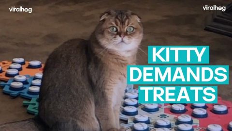 Demanding Kitty Speaks for Treatos || ViralHog