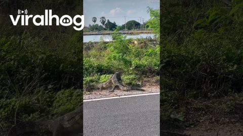Monitor Lizards Spotted "Hugging" by Road || ViralHog