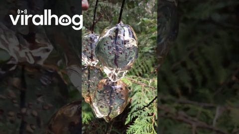 Amphibian Eggs Found on a Tree Branch || ViralHog