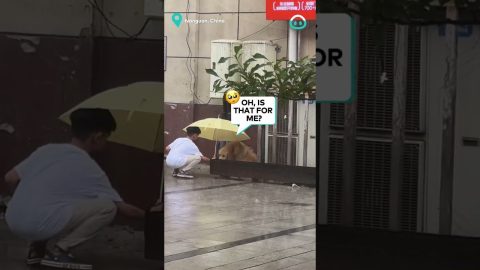 Boy Shelters Dog From Rain || ViralHog