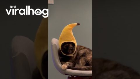Cat in the Banana Hat || ViralHog