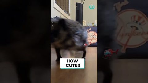 The Cutest Hedgehog EVER || ViralHog
