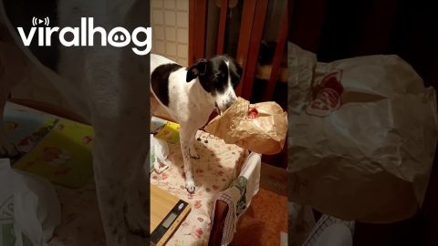 Sneaky Dog Gets Caught on the Table || ViralHog