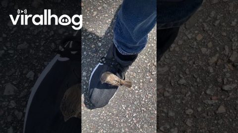 Friendly Bird Perches On Shoe || ViralHog
