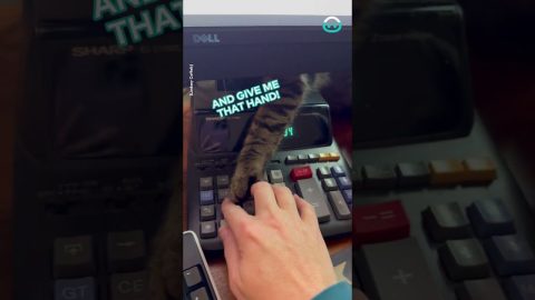 Micromanaging Kitty || ViralHog