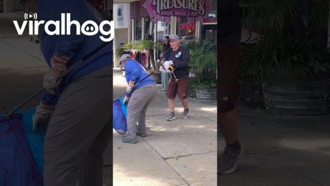 Wildlife Rescue Captures Young Black-Crowned Night Heron || ViralHog