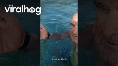 Curious Crab makes a new Friend || ViralHog