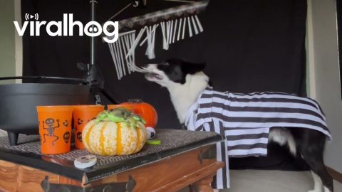Talented Dog Composes Music For Halloween || ViralHog