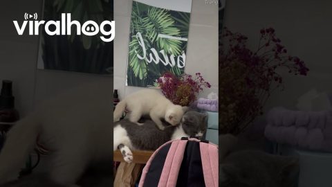 Kitten Gives Cat a Massage || ViralHog