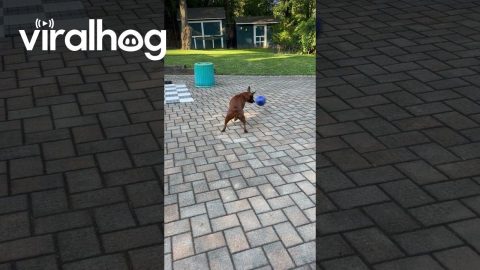 Boxer Spins Ball Round And Round || ViralHog