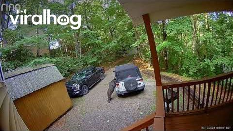 Black Bear Tears Into Jeep || ViralHog