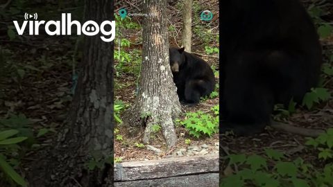 Bear Thief Steals Woman's Snack || ViralHog