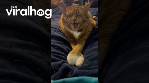 Sneeze Interrupts Cat's Nap || ViralHog