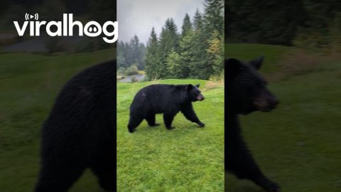 Black Bear Sow Bluff Charges Golfers || ViralHog