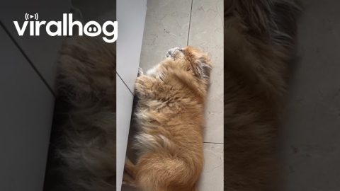Sleeping Paco Doesn't Want To Be Disturbed || ViralHog