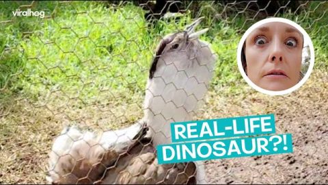 Aussie Bird Sounds like an Actual DINOSAUR || ViralHog