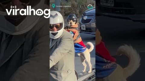 Pup Rides On Back Of Motorbike || ViralHog