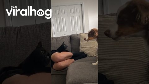 When Your Pets Can't Share Their Dad || ViralHog