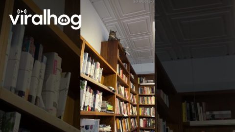 Bookstore Cat Acts As Shelf Security Camera || ViralHog