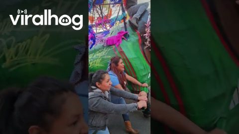 Bull Parade Float Knocks Distracted Guy Down || ViralHog