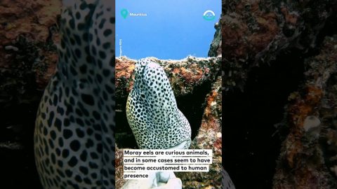 Moray Eel LOVES Pats || ViralHog