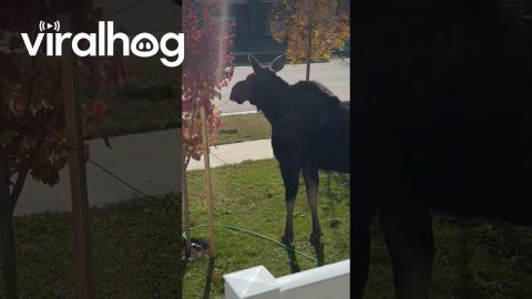 Moose Munches On Crunchy New Tree || ViralHog