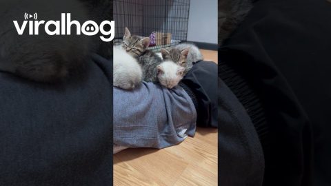 Naptime With the Kittens || ViralHog