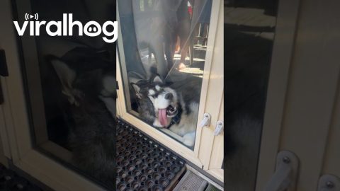 Sleepy Siberian Husky Squishes Face Against Glass || ViralHog