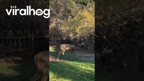 Deer's Antlers Tangled In Netting || ViralHog