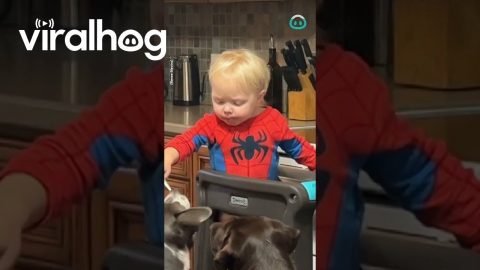 Toddler Shares Breakfast With Dogs || ViralHog