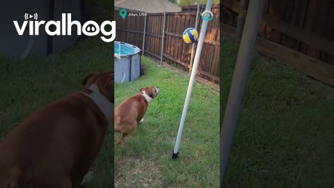 Adorable Boxer Dog Loves Tetherball || ViralHog