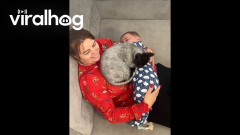 Cat Also Wants Grandmother Cuddles || ViralHog