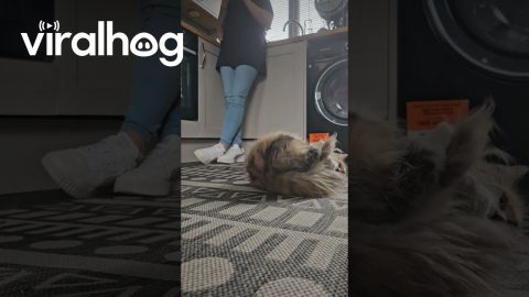 Fluffy Cat on Catnip Rolls Around Room || ViralHog