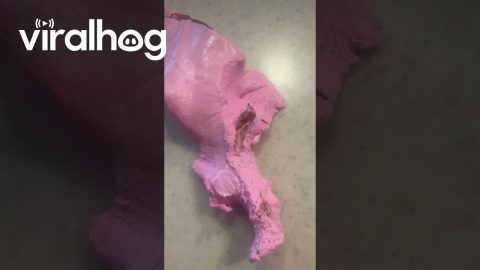 Insect Wing Allegedly Found in Laffy Taffy Candy || ViralHog