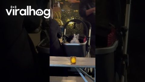 Rabbit In A Pram || ViralHog