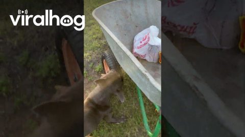 Dog Bites Cart's Wheel || ViralHog