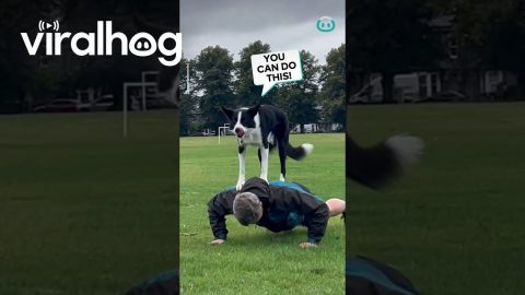 Dog Helps Owners Push Ups || ViralHog