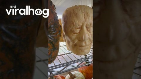 Monster-Faced Pumpkins || ViralHog