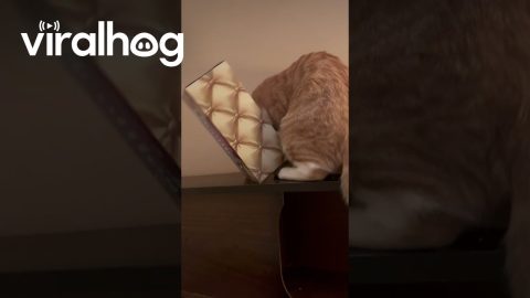 Cat Gets Head Stuck In Tissue Box || ViralHog
