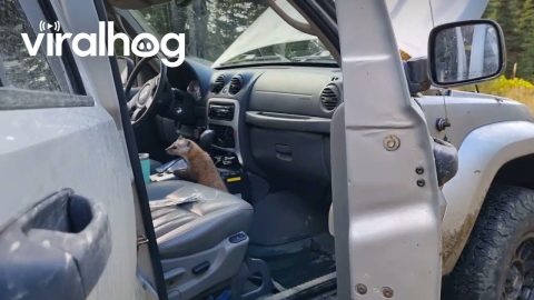 Pine Marten Won't Leave Jeep || ViralHog