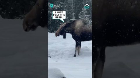 Hungry Moose Destroys Bird Feeder || ViralHog