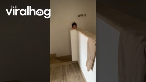 Dad Makes Daughter Adorably Pop Up || ViralHog