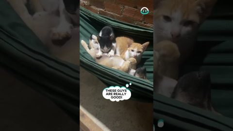 Pup Visits Kitty Massage Parlor || ViralHog