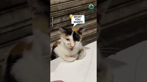 Cat Lost In Deep Thought || ViralHog